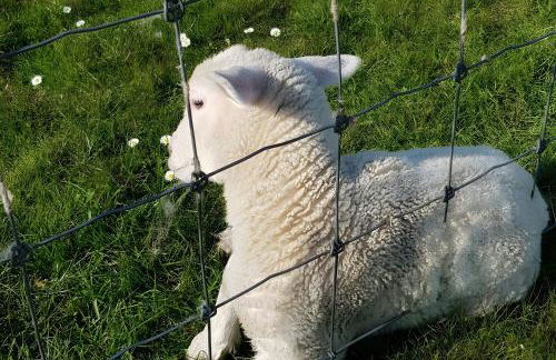 Ferienwohnungen Warnken - Foto 78