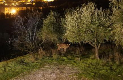 Villa Salviati - Foto 31