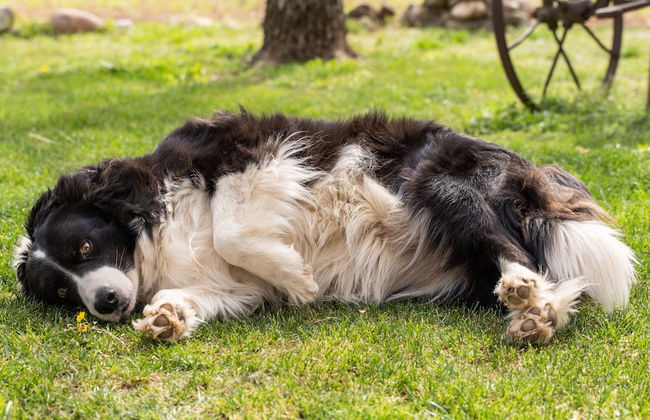 Agriturismo Pozzo Fiorito - Foto 66