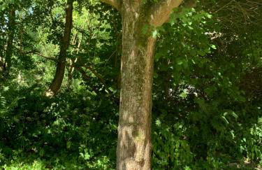 Waldmühle - Foto 19