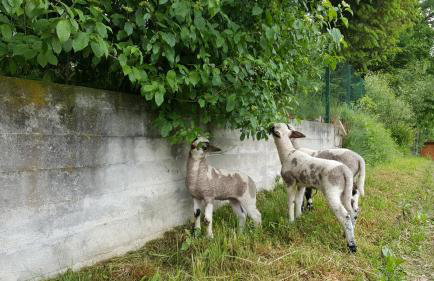 Garden Apartament Kurnik - Foto 26