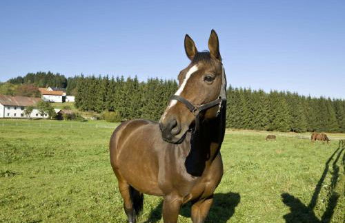 Ferienhof "Schoppa-Haisl" - Foto 14