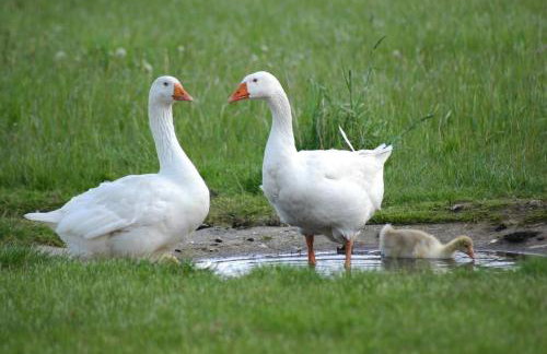 Swallows’ Barn - Photo 42