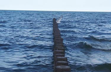 Feriendomizil-Usetom - Foto 6