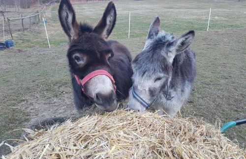 Nuibauers-Hof - Foto 9