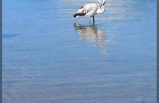 Alba Chiara Licata - Foto 14