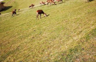 Apartment Fewo Rheinfeld by Interhome - Foto 13