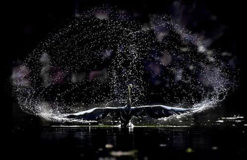 Cottage 12B jusque 4 pers Bulle Der Lac du der - Foto 18