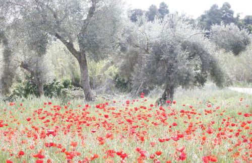 Hort de L'Aubert - Foto 39