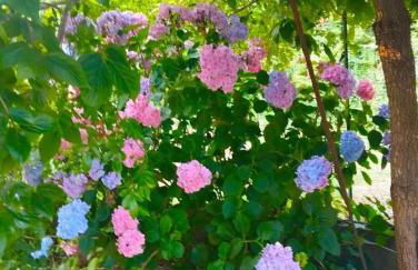 Elementi ARIA - Photo 17