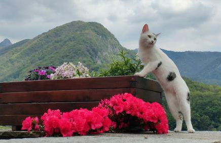 Villino La Cascata - Foto 18