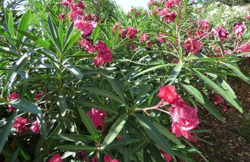 AGIOS LEON APARTMENT 1 - Foto 33