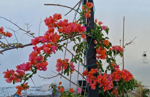 Green Palace - Foto 24