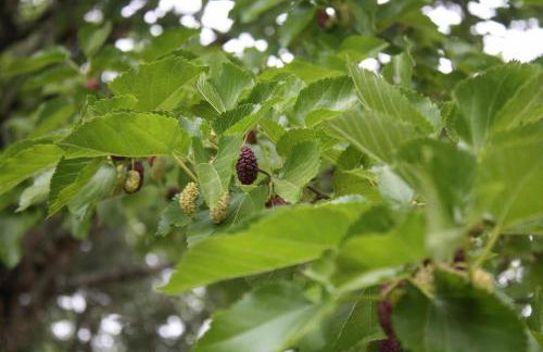 Quinta do Casal da Bica - Foto 29