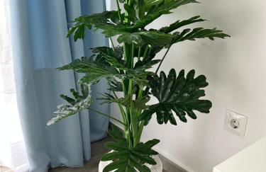 Casa Pura Vida - Photo 57