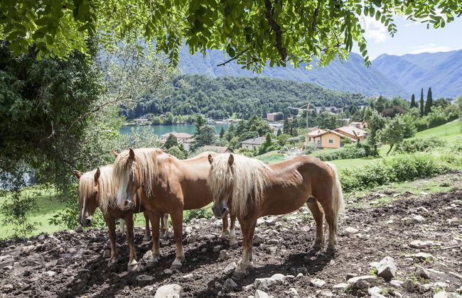 Balbianino - Foto 22