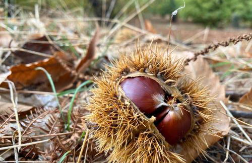 El Castañero Only Adults - Foto 23