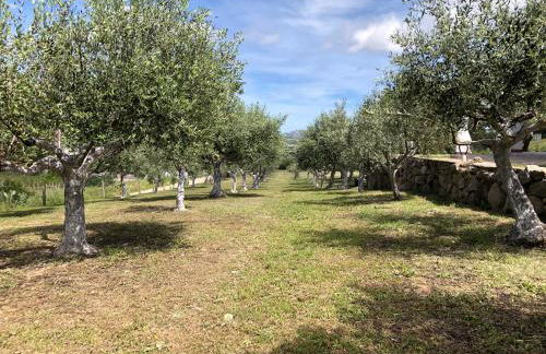 La casa nell'oliveto - Foto 8