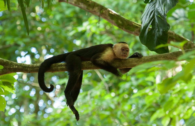 Cabinas Costa Tropicana - Foto 40