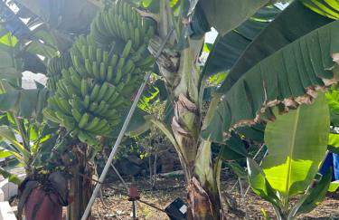 Chicho's Home - Foto 32