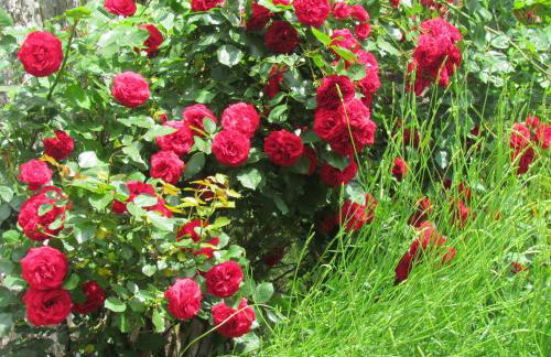 Summerhouse Beram - Foto 40