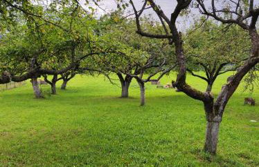 Jabłoniowy Sad Kalwaria Pacławska - Foto 23