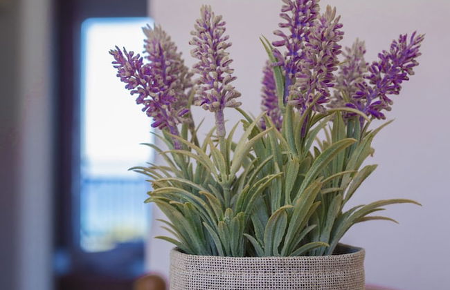 Sueno Beach Hotel - Foto 12