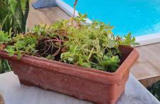 Casa do Bougainvillea Mundaú-Trairi-Ce - Foto 6