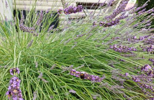 Blockhaus Elana - Foto 11