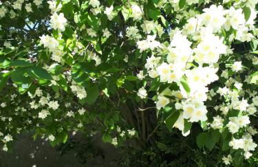 Les Seringats - Foto 26