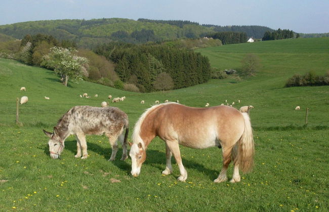 Comfortable Holiday Home Manderscheid With Garden - Photo 26