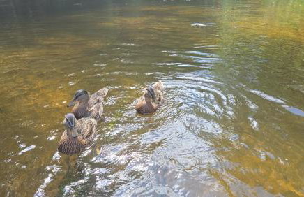 Rzeka, plaża, sauna, kajaki - Plażowe Zacisze - Foto 28