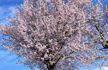Le Picholine - Foto 37