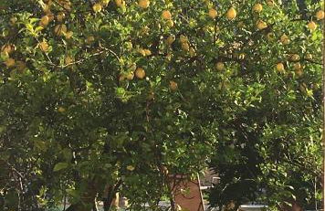 Finca Cas Sant - Foto 25