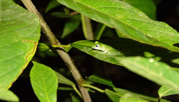 Rana camuflada en las hojas