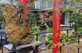 Zen Guest House - Museu do Bonsai - Foto 5