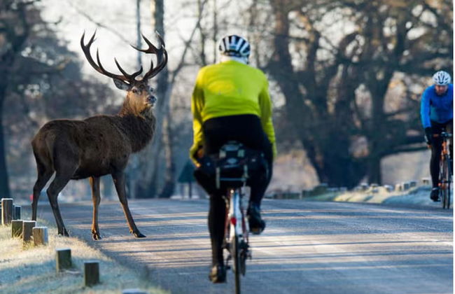 Comfy Kingston Central Garden House & Free Parking - Foto 42