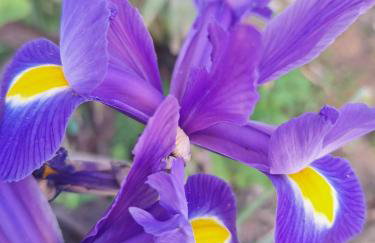 Iris Sabunike - Photo 1