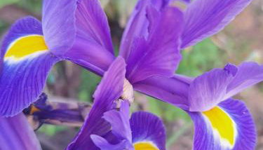 Iris Sabunike - Photo 1, Garden