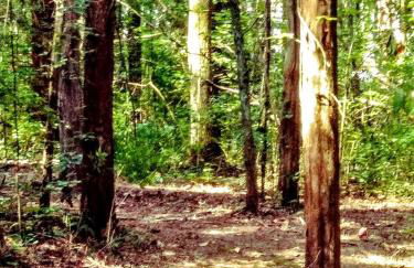 Cozy Wood Shed Tiny House Near Old Hickory Lake w/ Full Kitchen, Fire Pit & Breakfast - Foto 44