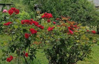 Gîte Chez Mélanie et Léon Séjour nature et animau - Foto 14