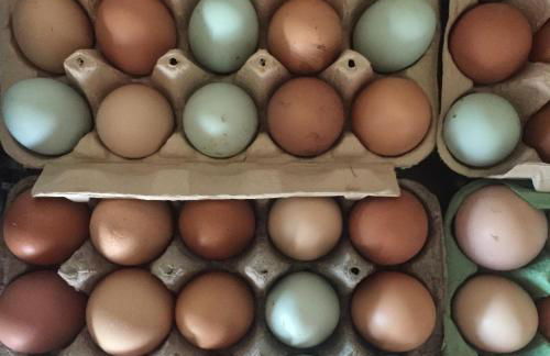 Willow Cottage, Gilchristland Organic Farm - Foto 21