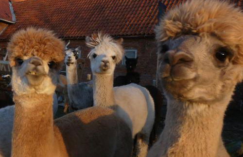 Alpaka-Lodge - Photo 54