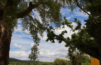 Cabeças do Reguengo - Foto 112