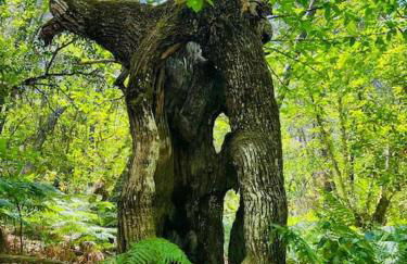 Casa rural La Frambuesa - Foto 58