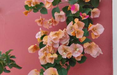 Stella Rossa - Foto 72