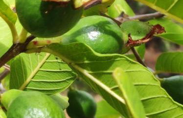 Anatolika Stamatis Paradise - Photo 35