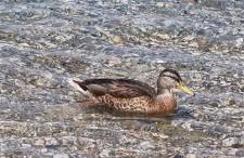 Grahl´s Ferienwohnung - Foto 61