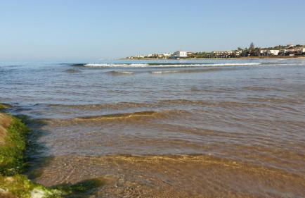 Hibiscus Rosso - Foto 26