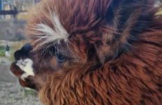 Agroturystyka Kaszuby Villagehome - Foto 78